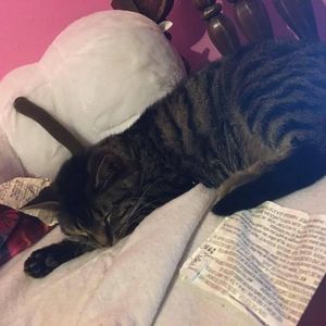 Meet your Posher, Stormy